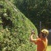 Tree Service Ajax