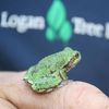 Logan Tree Experts