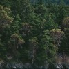 McLaren Tree Care