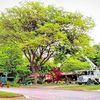 Chatham Tree Service