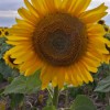 Schoonhoven Landscape Services