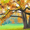 Errington Tree Service