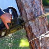 Superior Tree Solutions