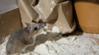 Mice Control