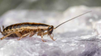 Cockroach Removal