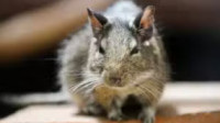 Commercial Pest Control